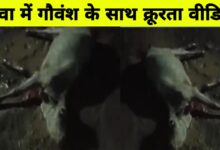 रीवा में युवक ने गाय को 4 किमी तक घसीटा, आंख गंवाई, आरोपी गिरफ्तार