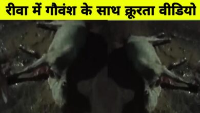 रीवा में युवक ने गाय को 4 किमी तक घसीटा, आंख गंवाई, आरोपी गिरफ्तार