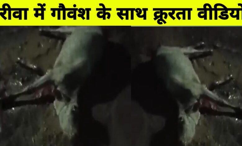 रीवा में युवक ने गाय को 4 किमी तक घसीटा, आंख गंवाई, आरोपी गिरफ्तार रीवा में युवक ने गाय को 4 किमी तक घसीटा, आंख गंवाई, आरोपी गिरफ्तार