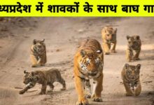 भोपाल जंगलों में गायब हुआ टाइगर परिवार: हाई रेजोल्यूशन कैमरों से खोज में जुटा वन विभाग