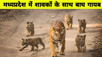 भोपाल जंगलों में गायब हुआ टाइगर परिवार: हाई रेजोल्यूशन कैमरों से खोज में जुटा वन विभाग