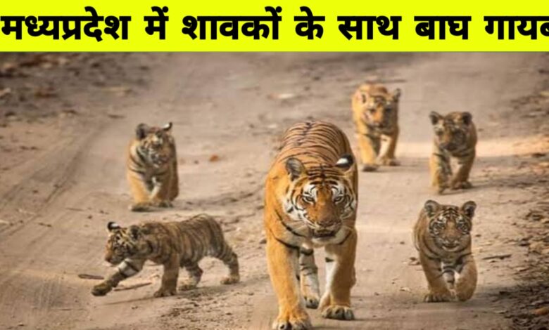 भोपाल जंगलों में गायब हुआ टाइगर परिवार: हाई रेजोल्यूशन कैमरों से खोज में जुटा वन विभाग भोपाल जंगलों में गायब हुआ टाइगर परिवार: हाई रेजोल्यूशन कैमरों से खोज में जुटा वन विभाग